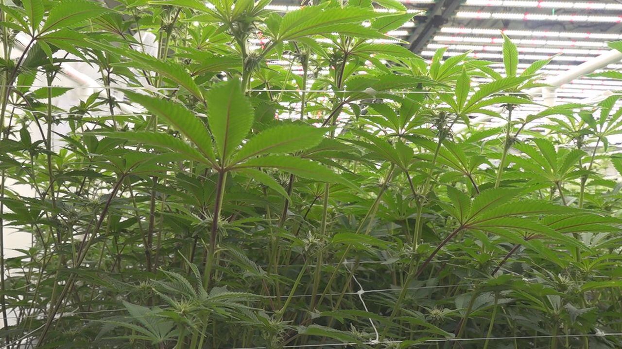 Local cannabis grower says passing legislation will keep consumers safe - Vimarsana News
