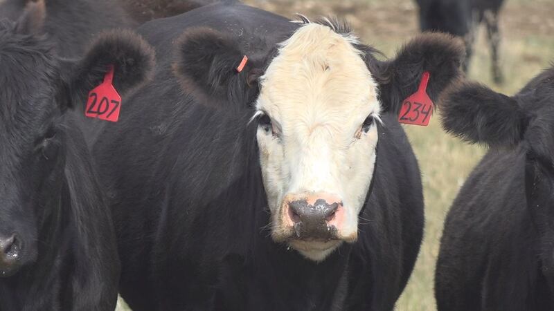 Government shutdown has ranchers fearing cattle price drop.