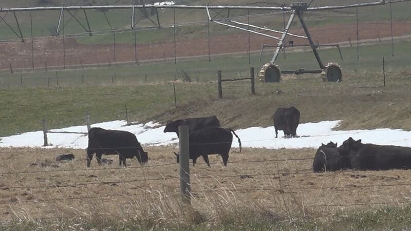 Hearings were held Wednesday with the four major meat packers, highlighting alleged unfair...