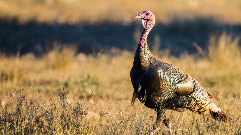 45282393 - wild south texas rio grande turkey walking to the left at sunset