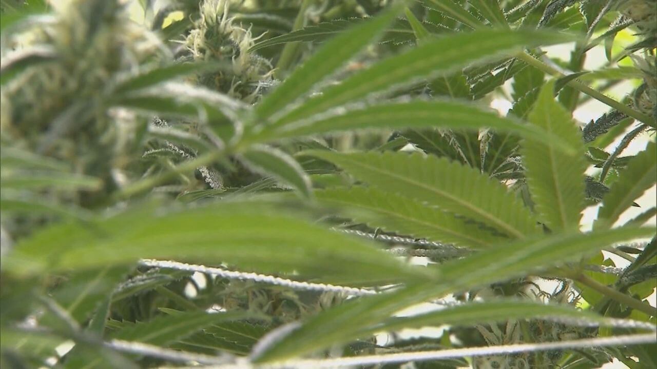 Recreational marijuana legalization supporters share thoughts on upcoming vote - Vimarsana News