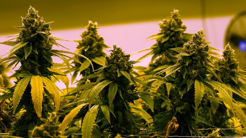 Medical marijuana