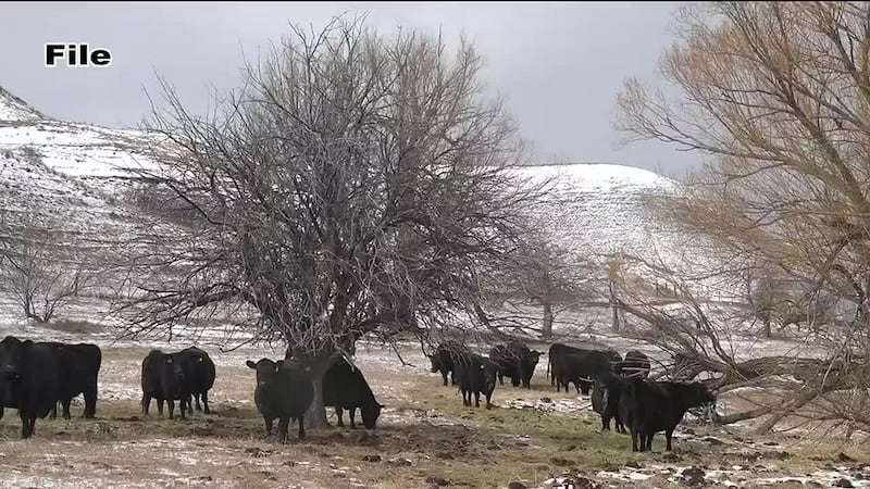 Last year, South Dakota Gov. Kristi Noem announced a plan to restrict the purchase of...