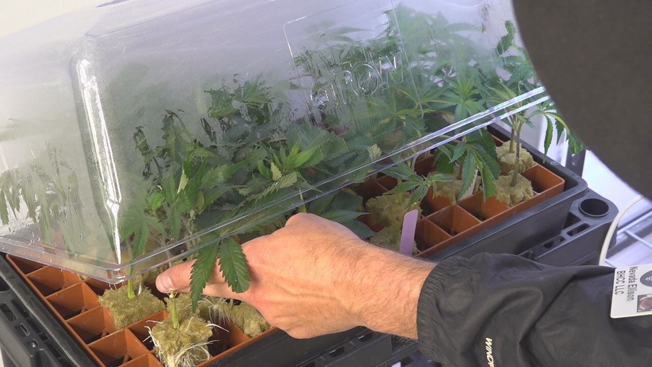 Proposed marijuana rescheduling set to clear up confusion among addictive drugs - Vimarsana News