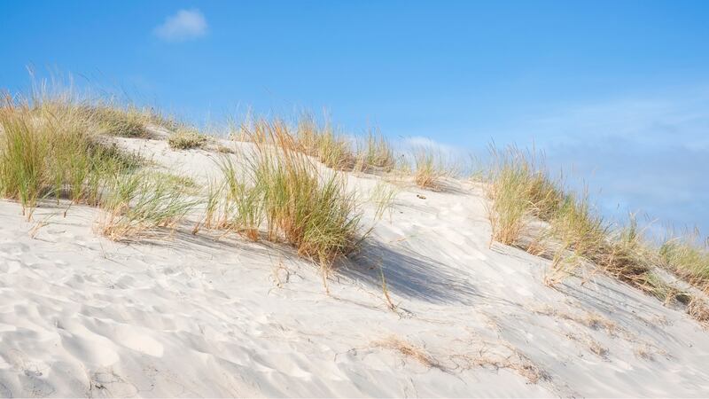 Detectives said a man’s body was found buried in the sand on Hutchinson Island this week.